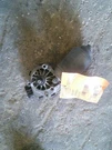 Windshield Wiper Motor Fits 06-07 Monte Carlo 353365. Fixed Price $76.31.